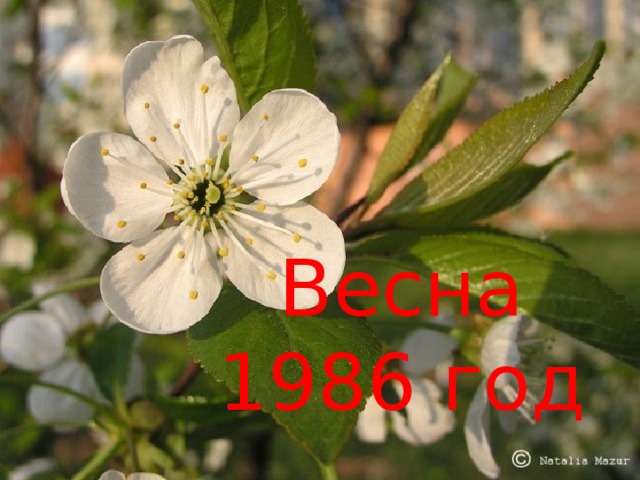 Весна 1986 год 