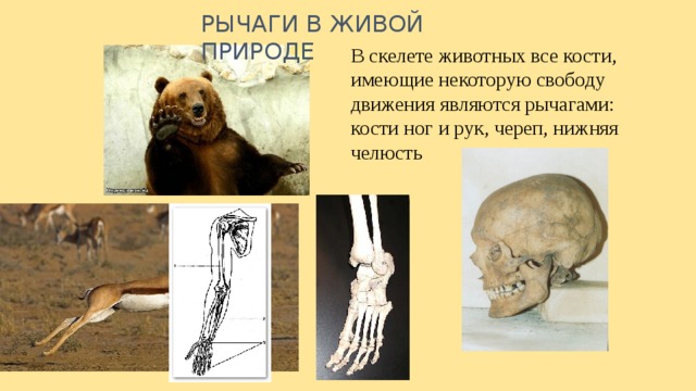 РЫЧАГИ В ЖИВОЙ ПРИРОДЕ В скелете животных все кости, имеющие некоторую свободу движения являются рычагами: кости ног и рук, череп, нижняя челюсть 
