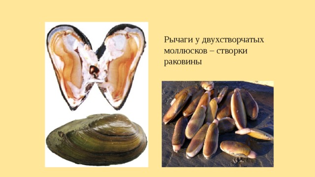 Рычаги у двухстворчатых моллюсков – створки раковины 