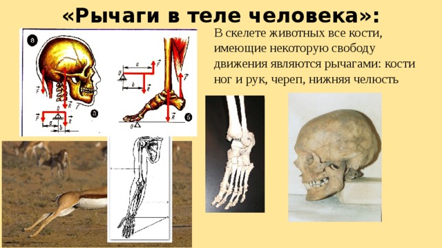 «Рычаги в теле человека»: В скелете животных все кости, имеющие некоторую свободу движения являются рычагами: кости ног и рук, череп, нижняя челюсть 