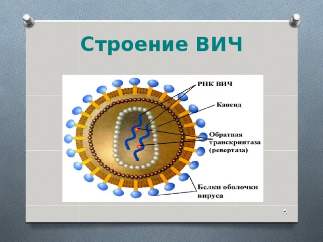 Ревертаза