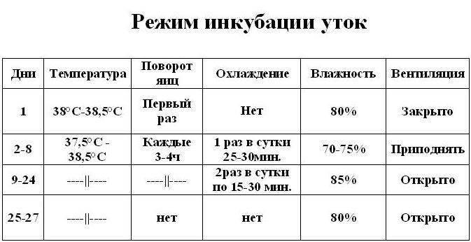 Схема вывода гусят