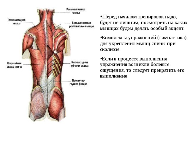 .Перед началом тренировок надо, будет не лишним, посмотреть на каких мышцах будем делать особый акцент. Комплексы упражнений (гимнастика) для укрепления мышц спины при сколиозе Если в процессе выполнения упражнения возникли болевые ощущения, то следует прекратить его выполнение 