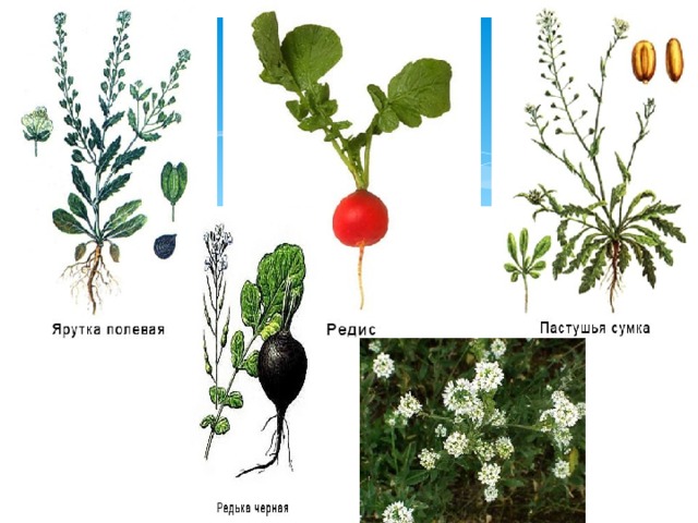 Розоцветные и крестоцветные. Индол в крестоцветных. Семейство крестоцветные ребусы. Паслёновые растени сумка пеструшья. Классификация ярутки полевой 6 класс.