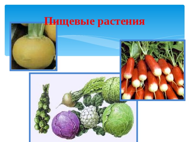 Питательные растения. Пищевые растения. Важнейшие пищевые растения. Пищевые растения семейства. Известные пищевые растения.