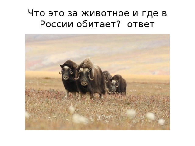 Что это за животное и где в России обитает? ответ 