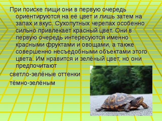 При поиске пищи они в первую очередь ориентируются на её цвет и лишь затем на запах и вкус. Сухопутных черепах особенно сильно привлекает красный цвет. Они в первую очередь интересуются именно красными фруктами и овощами, а также совершенно несъедобными объектами этого цвета. Им нравится и зелёный цвет, но они предпочитают светло-зелёные оттенки тёмно-зелёным 