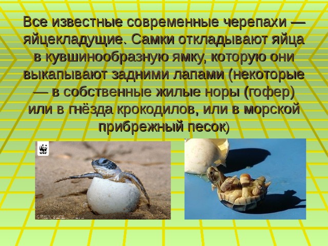 Все известные современные черепахи — яйцекладущие. Самки откладывают яйца в кувшинообразную ямку, которую они выкапывают задними лапами (некоторые — в собственные жилые норы (гофер) или в гнёзда крокодилов, или в морской прибрежный песок ) 