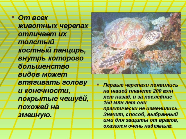 От всех животных черепах отличает их толстый костный панцирь, внутрь которого большенство видов может втягивать голову и конечности, покрытые чешуёй, похожей на змеиную. Первые черепахи появились на нашей планете 200 млн лет назад, и за последние 150 млн лет они практически не изменились. Значит, способ, выбранный ими для защиты от врагов, оказался очень надежным.  