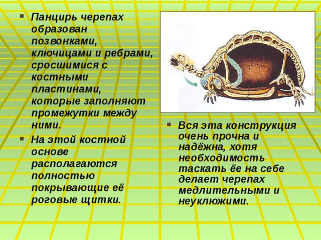 Панцирь черепах образован позвонками, ключицами и ребрами, сросшимися с костными пластинами, которые заполняют промежутки между ними. На этой костной основе располагаются полностью покрывающие её роговые щитки. Вся эта конструкция очень прочна и надёжна, хотя необходимость таскать ёе на себе делает черепах медлительными и неуклюжими.  