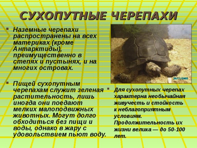 СУХОПУТНЫЕ ЧЕРЕПАХИ Наземные черепахи распространены на всех материках (кроме Антарктиды), преимущественно в степях и пустынях, и на многих островах.  Пищей сухопутным черепахам служит зеленая растительность, лишь иногда они поедают мелких малоподвижных животных. Могут долго обходиться без пищи и воды, однако в жару с удовольствием пьют воду. Для сухопутных черепах характерна необычайная живучесть и стойкость к неблагоприятным условиям. Продолжительность их жизни велика — до 50-100 лет.  