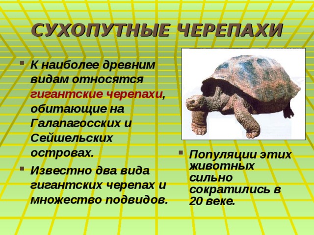 СУХОПУТНЫЕ ЧЕРЕПАХИ К наиболее древним видам относятся гигантские черепахи , обитающие на Галапагосcких и Сейшельских островах. Известно два вида гигантских черепах и множество подвидов. Популяции этих животных сильно сократились в 20 веке.  