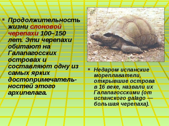 Продолжительность жизни слоновой черепахи 100–150 лет. Эти черепахи обитают на Галапагосских островах и составляют одну из самых ярких достопримечатель-ностей этого архипелага.  Недаром испанские мореплаватели, открывшие острова в 16 веке, назвали их Галапагосскими (от испанского galago — большая черепаха).   