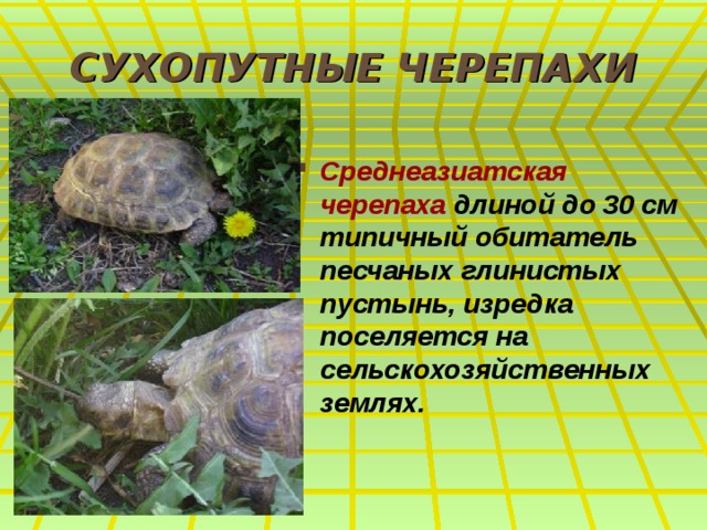 СУХОПУТНЫЕ ЧЕРЕПАХИ  Среднеазиатская черепаха длиной до 30 см типичный обитатель песчаных глинистых пустынь, изредка поселяется на сельскохозяйственных землях. 