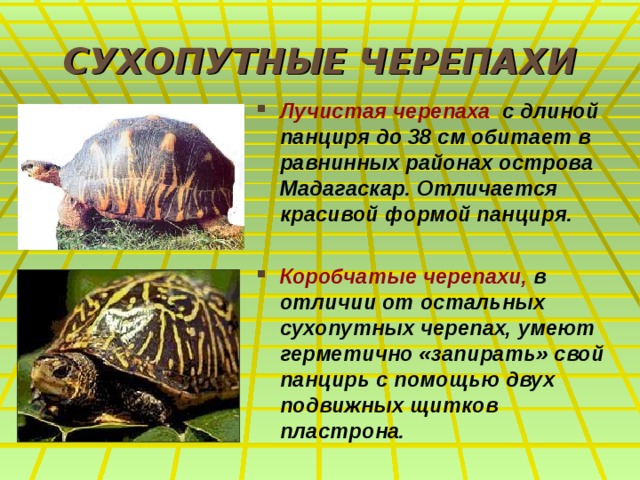 СУХОПУТНЫЕ ЧЕРЕПАХИ Лучистая черепаха с длиной панциря до 38 см обитает в равнинных районах острова Мадагаскар. Отличается красивой формой панциря.  Коробчатые черепахи, в отличии от остальных сухопутных черепах, умеют герметично «запирать» свой панцирь с помощью двух подвижных щитков пластрона. 