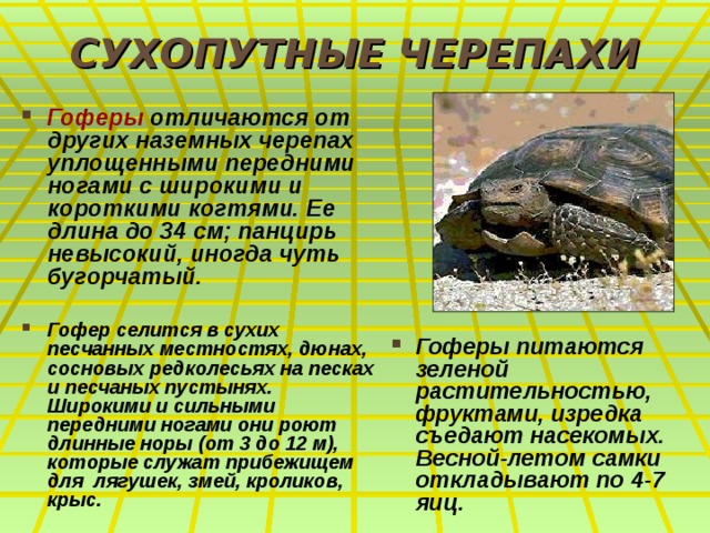 СУХОПУТНЫЕ ЧЕРЕПАХИ Гоферы отличаются от других наземных черепах уплощенными передними ногами с широкими и короткими когтями. Ее длина до 34 см; панцирь невысокий, иногда чуть бугорчатый.  Гофер селится в сухих песчанных местностях, дюнах, сосновых редколесьях на песках и песчаных пустынях. Широкими и сильными передними ногами они роют длинные норы (от 3 до 12 м), которые служат прибежищем для лягушек, змей, кроликов, крыс. Гоферы питаются зеленой растительностью, фруктами, изредка съедают насекомых. Весной-летом самки откладывают по 4-7 яиц.  
