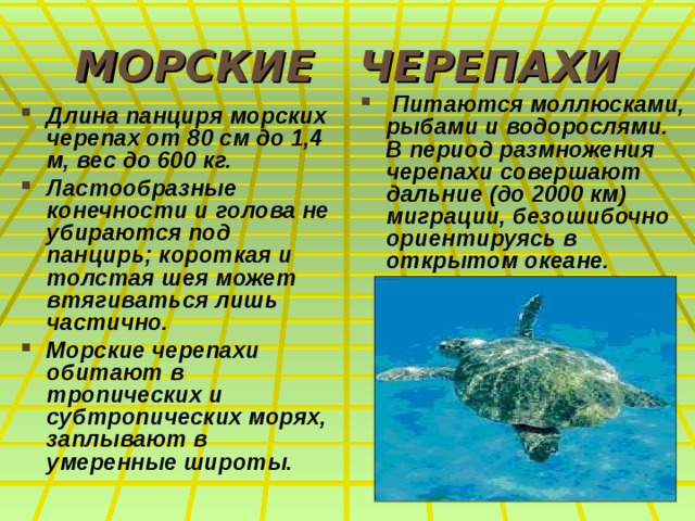МОРСКИЕ ЧЕРЕПАХИ  Питаются моллюсками, рыбами и водорослями. В период размножения черепахи совершают дальние (до 2000 км) миграции, безошибочно ориентируясь в открытом океане.   Длина панциря морских черепах от 80 см до 1,4 м, вес до 600 кг. Ластообразные конечности и голова не убираются под панцирь; короткая и толстая шея может втягиваться лишь частично. Морские черепахи обитают в тропических и субтропических морях, заплывают в умеренные широты.  