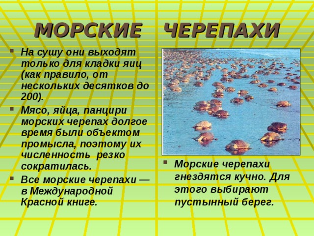 МОРСКИЕ ЧЕРЕПАХИ На сушу они выходят только для кладки яиц (как правило, от нескольких десятков до 200). Мясо, яйца, панцири морских черепах долгое время были объектом промысла, поэтому их численность резко сократилась. Все морские черепахи — в Международной Красной книге.  Морские черепахи гнездятся кучно. Для этого выбирают пустынный берег. 