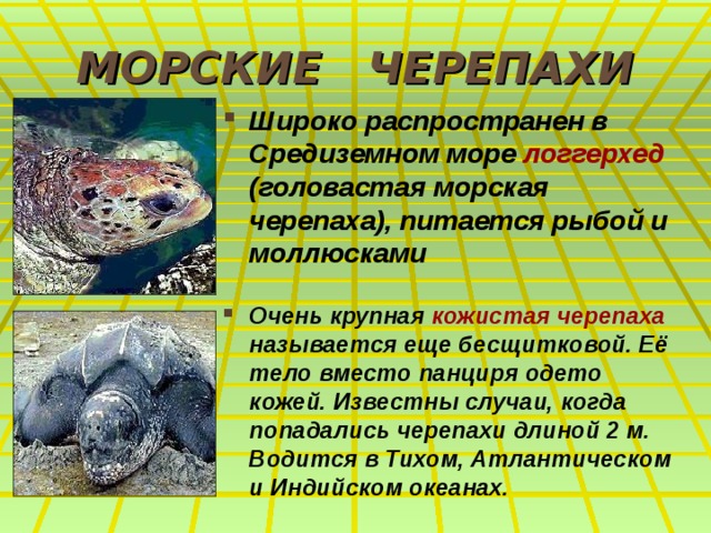 МОРСКИЕ ЧЕРЕПАХИ Широко распространен в Средиземном море логгерхед (головастая морская черепаха), питается рыбой и моллюсками  Очень крупная кожистая черепаха называется еще бесщитковой. Её тело вместо панциря одето кожей. Известны случаи, когда попадались черепахи длиной 2 м. Водится в Тихом, Атлантическом и Индийском океанах. 