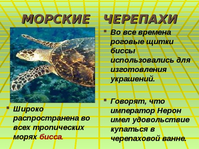 МОРСКИЕ ЧЕРЕПАХИ Во все времена роговые щитки биссы использовались для изготовления украшений.  Говорят, что император Нерон имел удовольствие купаться в черепаховой ванне.  Широко распространена во всех тропических морях бисса . 