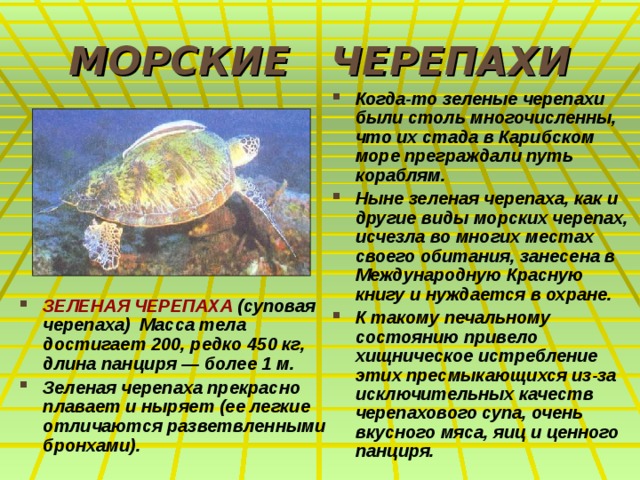 МОРСКИЕ ЧЕРЕПАХИ Когда-то зеленые черепахи были столь многочисленны, что их стада в Карибском море преграждали путь кораблям. Ныне зеленая черепаха, как и другие виды морских черепах, исчезла во многих местах своего обитания, занесена в Международную Красную книгу и нуждается в охране. К такому печальному состоянию привело хищническое истребление этих пресмыкающихся из-за исключительных качеств черепахового супа, очень вкусного мяса, яиц и ценного панциря. ЗЕЛЕНАЯ ЧЕРЕПАХА (суповая черепаха) Масса тела достигает 200, редко 450 кг, длина панциря — более 1 м. Зеленая черепаха прекрасно плавает и ныряет (ее легкие отличаются разветвленными бронхами). 