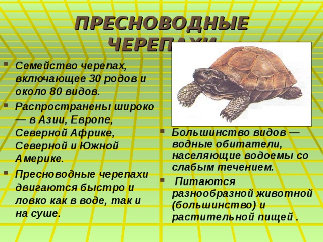 ПРЕСНОВОДНЫЕ ЧЕРЕПАХИ Семейство черепах, включающее 30 родов и около 80 видов. Распространены широко — в Азии, Европе, Северной Африке, Северной и Южной Америке.  Пресноводные черепахи двигаются быстро и ловко как в воде, так и на суше. Большинство видов — водные обитатели, населяющие водоемы со слабым течением.  Питаются разнообразной животной (большинство) и растительной пищей . 