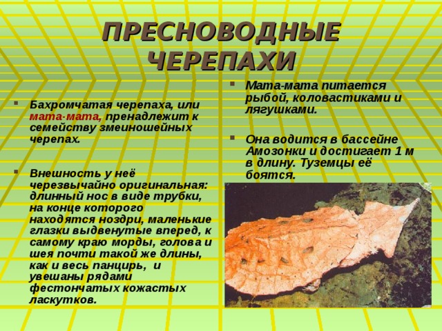 ПРЕСНОВОДНЫЕ ЧЕРЕПАХИ   Бахромчатая черепаха, или мата-мата, пренадлежит к семейству змеиношейных черепах.  Внешность у неё черезвычайно оригинальная: длинный нос в виде трубки, на конце которого находятся ноздри, маленькие глазки выдвенутые вперед, к самому краю морды, голова и шея почти такой же длины, как и весь панцирь, и увешаны рядами фестончатых кожастых ласкутков. Мата-мата питается рыбой, коловастиками и лягушками.  Она водится в бассейне Амозонки и достигает 1 м в длину. Туземцы её боятся.  