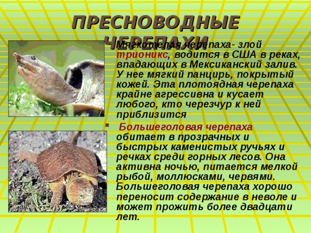 ПРЕСНОВОДНЫЕ ЧЕРЕПАХИ Мягкотелая черепаха- злой трионикс , водится в США в реках, впадающих в Мексиканский залив. У нее мягкий панцирь, покрытый кожей. Эта плотоядная черепаха крайне агрессивна и кусает любого, кто черезчур к ней приблизится  Большеголовая черепаха обитает в прозрачных и быстрых каменистых ручьях и речках среди горных лесов. Она активна ночью, питается мелкой рыбой, моллюсками, червями. Большеголовая черепаха хорошо переносит содержание в неволе и может прожить более двадцати лет. 