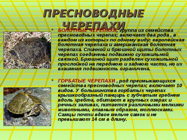 ПРЕСНОВОДНЫЕ ЧЕРЕПАХИ БОЛОТНЫЕ ЧЕРЕПАХИ , группа из семейства пресноводных черепах; включает два рода , в каждом из которых по одному виду: европейская болотная черепаха и американская болотная черепаха. Спинной и брюшной щиты болотных черепах соединены подвижно сухожильной связкой. Брюшной щит разделен сухожильной прослойкой на переднюю и заднюю части, но их взаимная подвижность ограничена.  ГОРБАТЫЕ ЧЕРЕПАХИ , род пресмыкающихся семейства пресноводных черепах; включает 10 видов. У большинства горбатых черепах крышкообразный панцирь с зубчатым гребнем вдоль хребта, обитают в крупных озерах и речных заливах, питается различными мелкими животными, главным образом, моллюсками. Самцы почти вдвое мельче самок и не превышают 14 см в длину. 