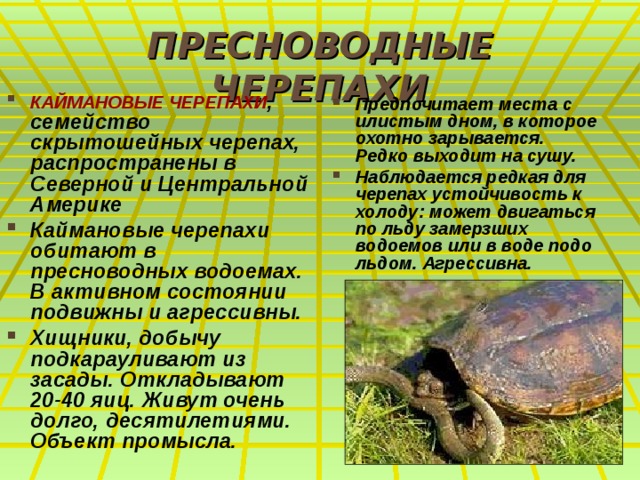 ПРЕСНОВОДНЫЕ ЧЕРЕПАХИ КАЙМАНОВЫЕ ЧЕРЕПАХИ , семейство скрытошейных черепах, распространены в Северной и Центральной Америке Каймановые черепахи обитают в пресноводных водоемах. В активном состоянии подвижны и агрессивны. Хищники, добычу подкарауливают из засады. Откладывают 20-40 яиц. Живут очень долго, десятилетиями. Объект промысла. Предпочитает места с илистым дном, в которое охотно зарывается. Редко выходит на сушу. Наблюдается редкая для черепах устойчивость к холоду: может двигаться по льду замерзших водоемов или в воде подо льдом. Агрессивна.  