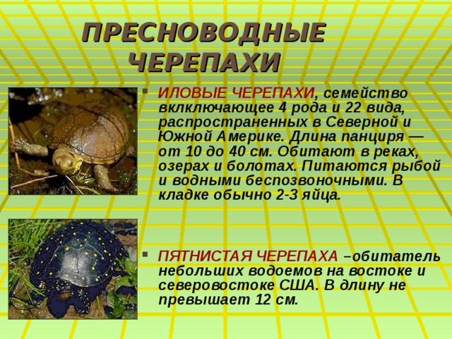 ПРЕСНОВОДНЫЕ ЧЕРЕПАХИ ИЛОВЫЕ ЧЕРЕПАХИ , семейство вклключающее 4 рода и 22 вида, распространенных в Северной и Южной Америке. Длина панциря — от 10 до 40 см. Обитают в реках, озерах и болотах. Питаются рыбой и водными беспозвоночными. В кладке обычно 2-3 яйца.   ПЯТНИСТАЯ ЧЕРЕПАХА –обитатель небольших водоемов на востоке и северовостоке США. В длину не превышает 12 см. 