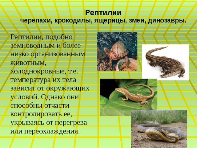 Рептилии  черепахи, крокодилы, ящерицы, змеи, динозавры.   Рептилии, подобно земноводным и более низко организованным животным, холоднокровные, т.е. температура их тела зависит от окружающих условий. Однако они способны отчасти контролировать ее, укрываясь от перегрева или переохлаждения. 
