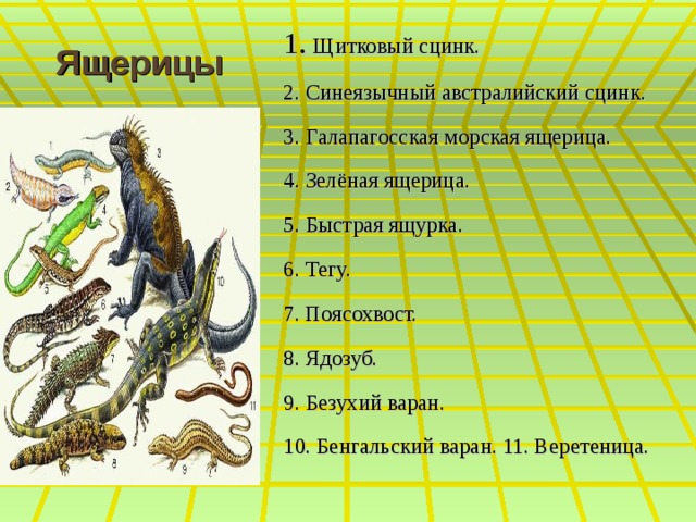 1. Щитковый сцинк. 2. Синеязычный австралийский сцинк. 3. Галапагосская морская ящерица. 4. Зелёная ящерица. 5. Быстрая ящурка. 6. Тегу. 7. Поясохвост. 8. Ядозуб. 9. Безухий варан. 10. Бенгальский варан. 11. Веретеница.     Ящерицы 