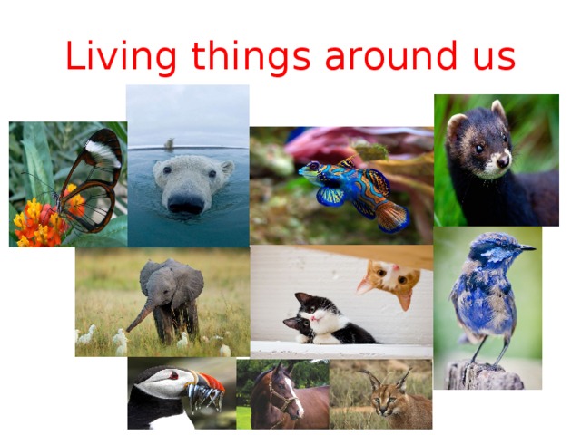 Living things around us 