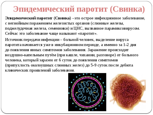 Вирус свинки. Эпид паротит возбудитель. Вирус эпидемического паротита микробиология. Вирус паротита классификация. Вирус эпидемического паротита строение.