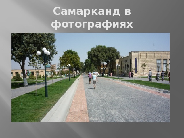 Роза самарканда фото и описание