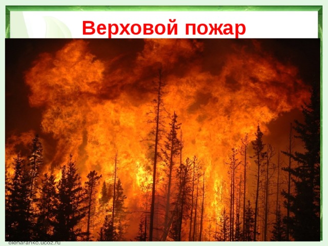 Верховой пожар сдо ржд. Верховой Лесной пожар. Беглый верховой пожар. Устойчивый верховой пожар. Верховой пожар в лесу.