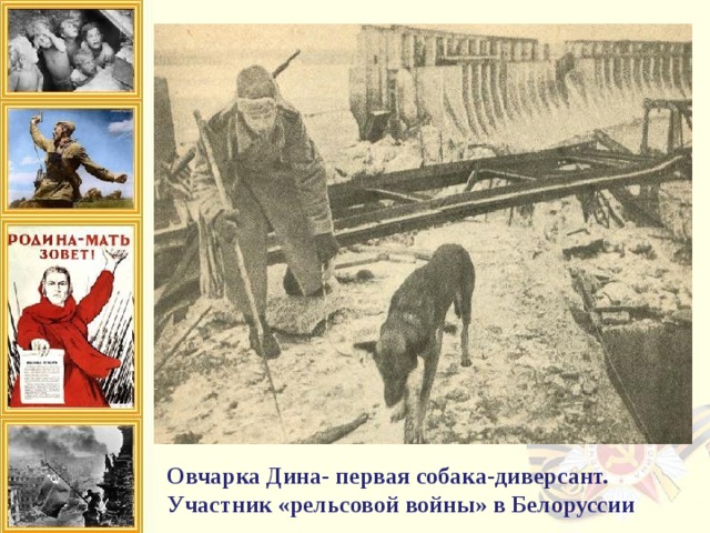 Овчарка дина первая собака диверсант фото