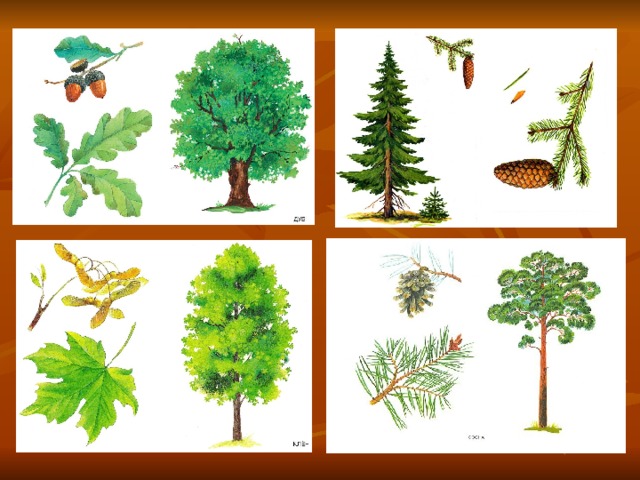 Деревья и кустарники картинки презентация - 96 фото