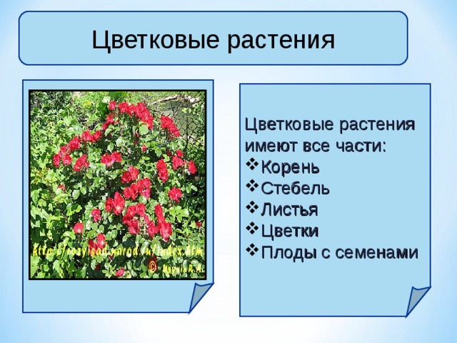 Какие растения имеют цветок