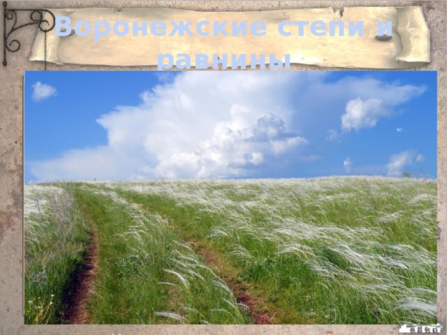 Воронежские степи и равнины 