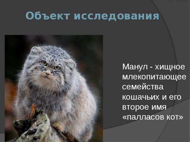 Кот манул презентация