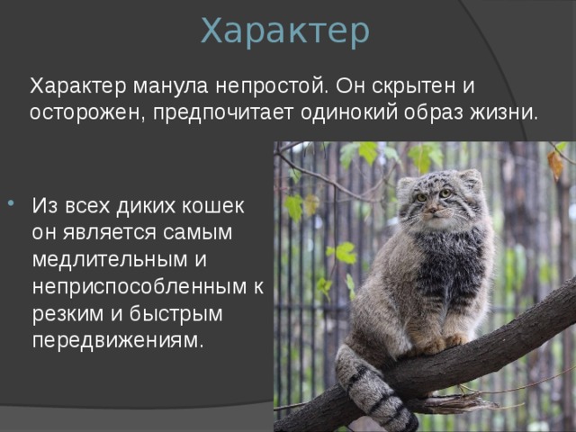 Кот манул презентация