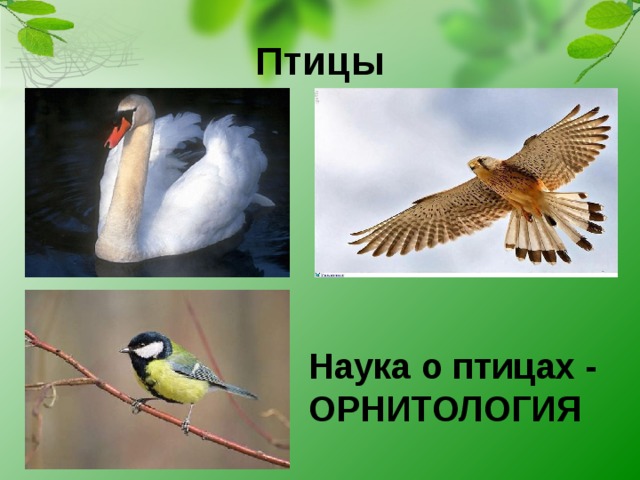 Птицы Наука о птицах - ОРНИТОЛОГИЯ   