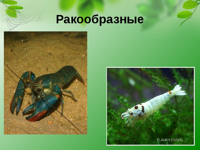 Ракообразные  