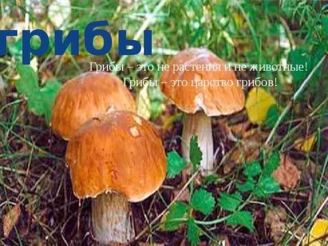 грибы Грибы – это не растения и не животные! Грибы – это царство грибов! 