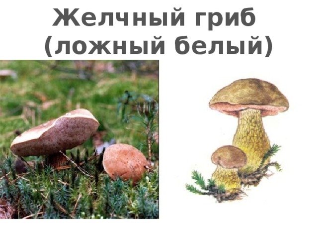 Желчный гриб (ложный белый) 