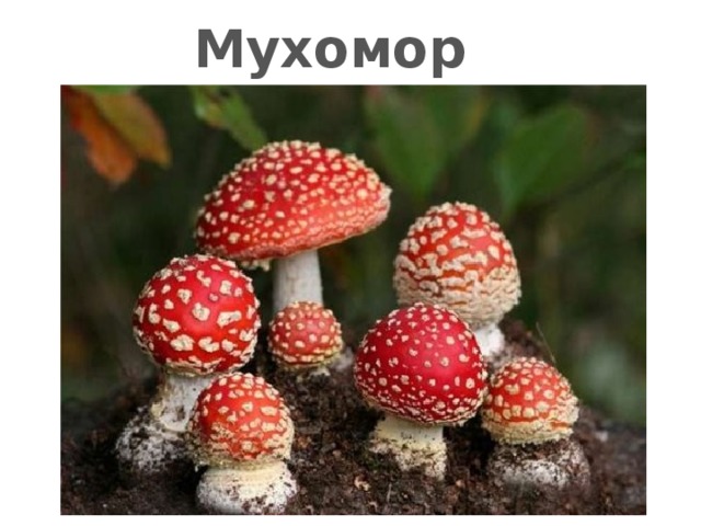 Мухомор 