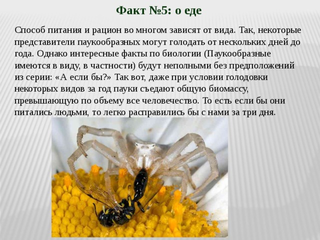 Факты биология 8 класс. Паукообразные рацион питания. Интересные факты паукообразные биология. Способ питания паука. Интересные факты по биологии 5 класс.