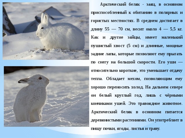 Арктический беляк - заяц, в основном приспособленный к обитанию в полярных и гористых местностях. В среднем достигает в длину 55 — 70 см, весит около 4 — 5,5 кг. Как и другие зайцы, имеет маленький пушистый хвост (5 см) и длинные, мощные задние лапы, которые позволяют ему прыгать по снегу на большой скорости. Его уши — относительно короткие, это уменьшает отдачу тепла. Обладает мехом, позволяющим ему хорошо переносить холод. На дальнем севере он белый круглый год, лишь с чёрными кончиками ушей. Это травоядное животное. Арктический беляк в основном питается деревянистыми растениями. Он употребляет в пищу почки, ягоды, листья и траву. 